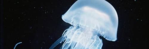 Foggia, il Cnr scopre i nostri mari invasi dalle meduse