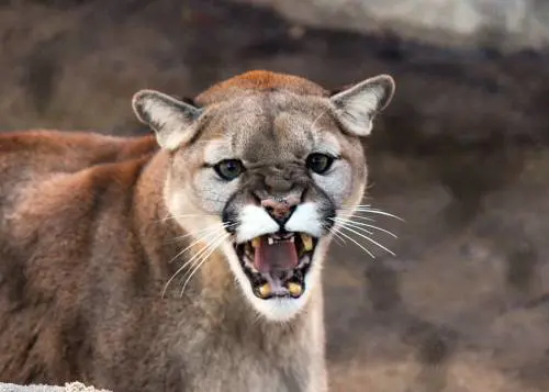 Usa, ciclista attaccato e sbranato da un puma