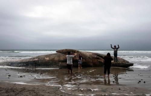 Messico, trovata una balena morta a riva