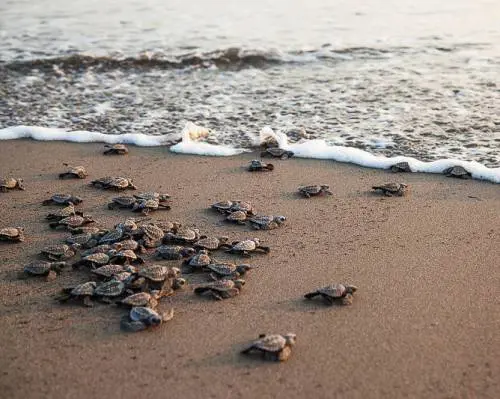 Per uomini e animali i ricordi sono un'eredità