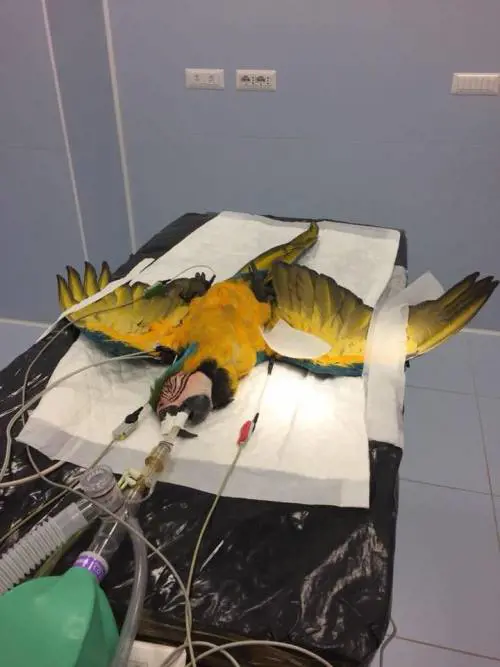 Investito Franky, il pappagallo amico di Scarponi: ma ce la farà