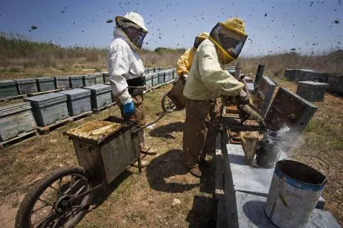 Il miele è il nuovo oro. E i ladri ora rubano le api