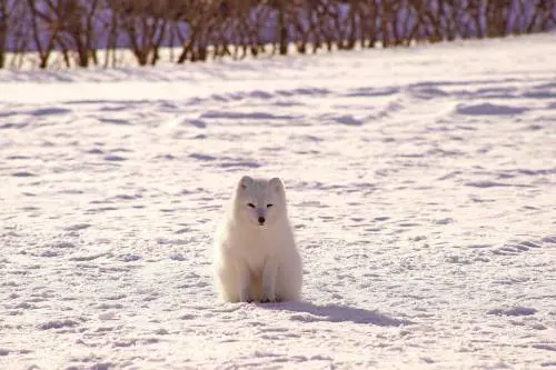 Gli animali bianchi moriranno per colpa dei cambiamenti climatici
