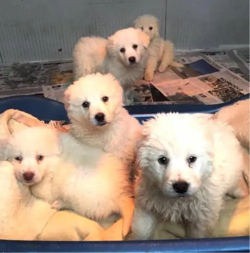 Cuccioli abbandonati: rischia l'arresto e 10mila euro di multa