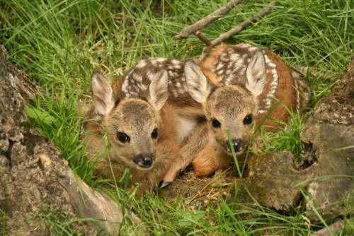 Veneto, strage di cuccioli di capriolo durante attività di falciatura