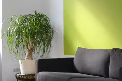 Casa, le piante da interni che arredano e purificano l’aria