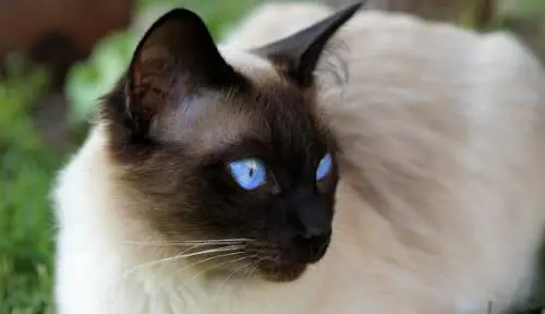 Teramo, gattino ucciso da proiettili esplosi dal fucile del vicino