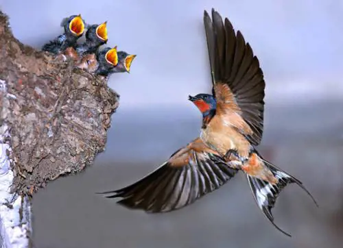 Le rondini nel cuore. A Norfolk la rivolta per difenderle dalle reti