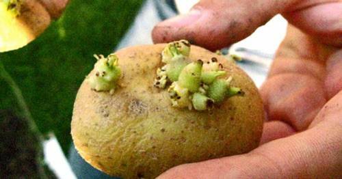 "Non mangiate le patate verdi e con i germogli". L'allarme dell'agenzia tedesca per la sicurezza alimentare