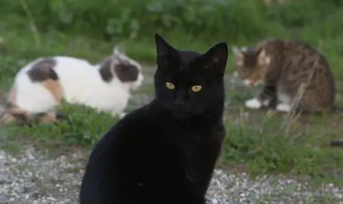 Le armi degli animali che fanno invidia ai soldati