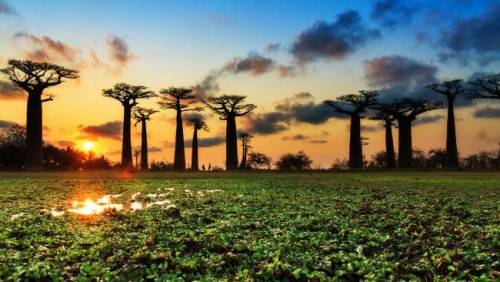 Giallo in Africa, morti i baobab millenari