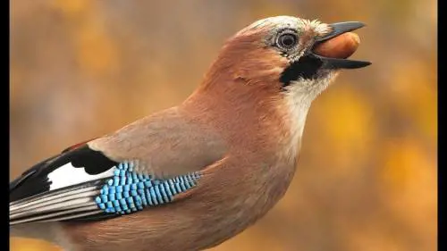 Ma quali gatti e uccellini: gli animali da compagnia ora sono furetti e puzzole