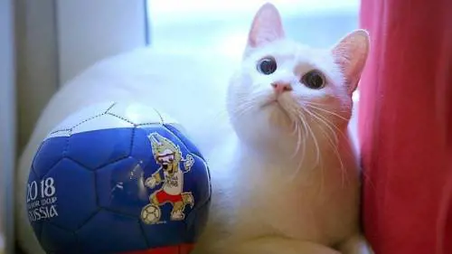 Russia 2018, è il gatto Achille il nuovo oracolo dei Mondiali