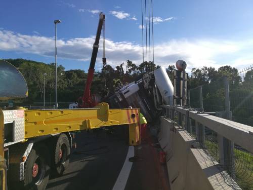 Strage di cavalli in autostrada dopo un incidente