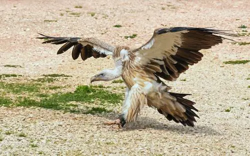 Il grifone Goldrake torna in libertà dopo l'operazione a Firenze
