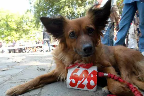 In Fiera la carica dei diecimila cani