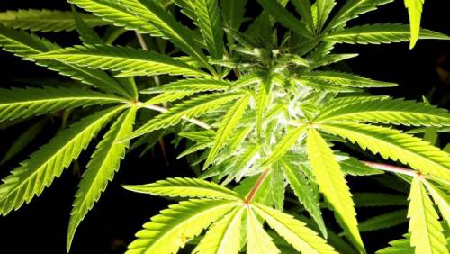 Canada, la Camera approva cannabis legale: via-libera ad agosto