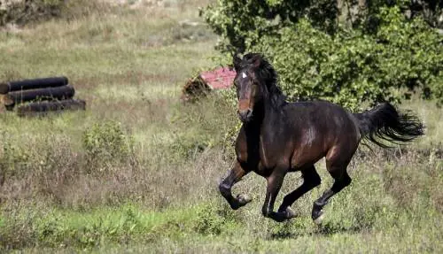 Ivrea, cade da cavallo ubriaco: gli sospendono la patente
