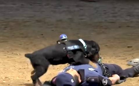Il cane eroe della polizia fa il massaggio cardiaco all’agente svenuto (per finta)