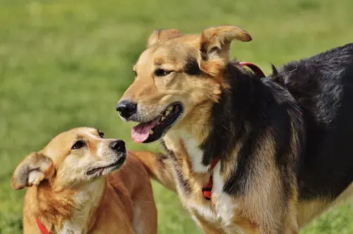 Barcellona, 31 cani trovati morti nel congelatore di un negozio