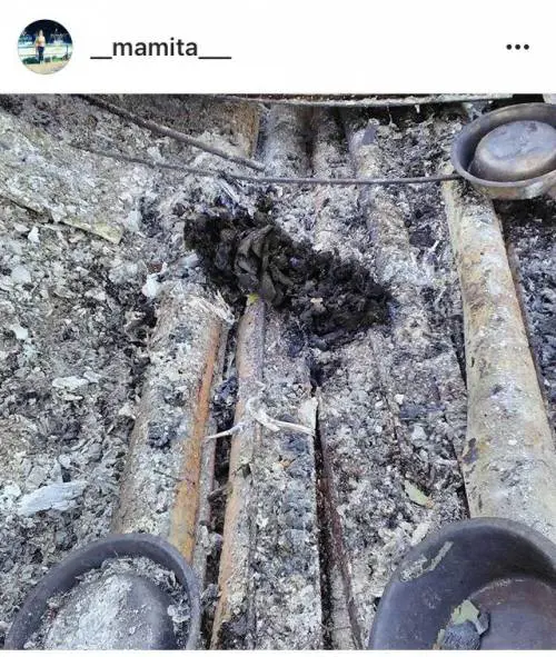 Sondrio, cani arsi vivi perché abbaiavano troppo