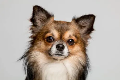 Donna viveva con 82 cani: lo scoprono quando muore
