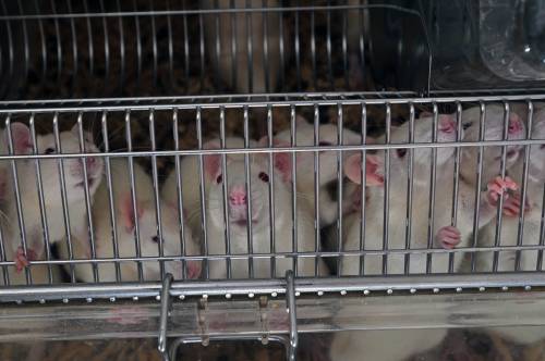 Liberano 400 cavie. Animalisti condannati