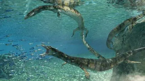 Nel Leccese, trovato un fossile risalente a 70 milioni di anni fa