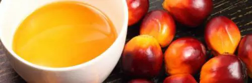 Iucn: "L'olio di palma decima le specie, ma vietarlo è inutile"
