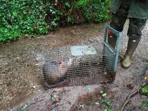 Trappole, guanti e pistola. All'alba parte la caccia alla nutria