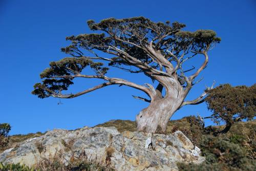 Italus, l'albero più vecchio d'Europa