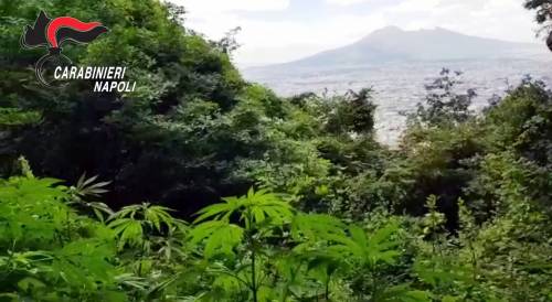 Monti Lattari, la Colombia dei narcos napoletani: scoperte altre 2600 piante di cannabis