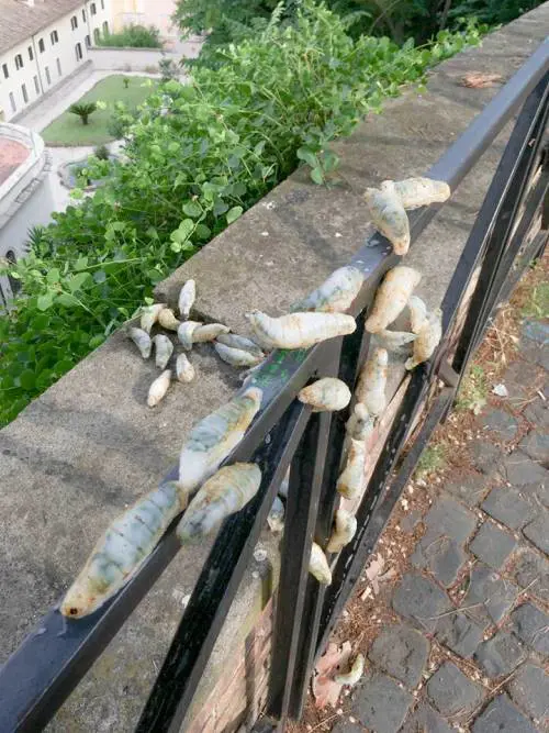 Roma e Milano invase dalle larve giganti: è mistero
