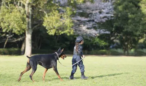 Bimbo vende i giocattoli per salvare il cane che è la sua medicina
