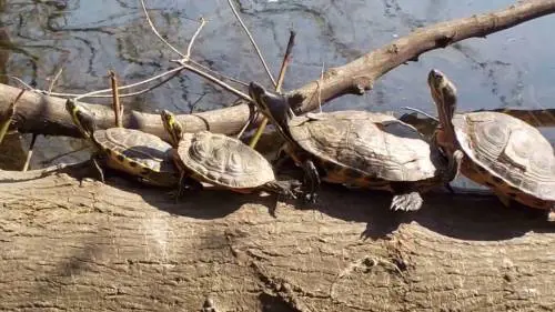 No ai pesci nella boccia. E scatta il divieto  di vendere tartarughe