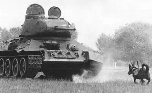 Tilda, la barboncina disertrice nella grande guerra patriottica