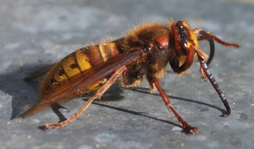 Operaio muore punto da una vespa: condannato il datore di lavoro