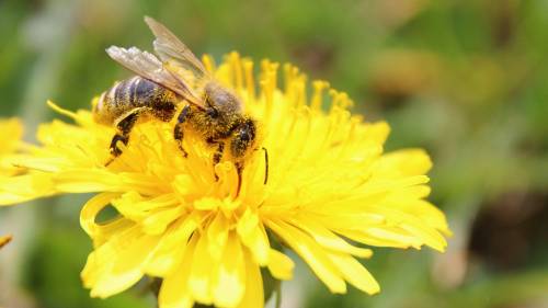 Roma, le api saranno usate per monitorare qualità dell’aria in città