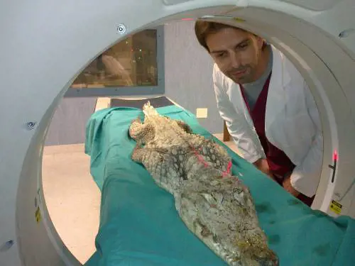 La facoltà di Veterinaria si trasferisce a Lodi: anche il caimano finisce nella Tac