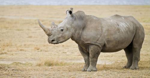 Maternità surrogata per salvare dall'estinzione ​il rinoceronte bianco