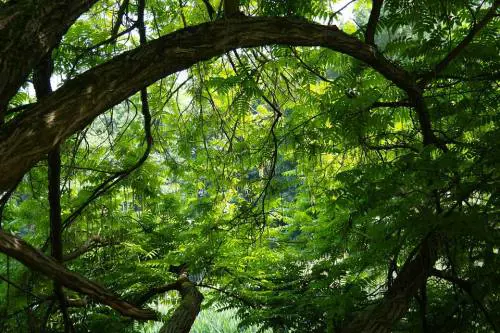 Ostaggio di una setta: 19enne ritrovata nella giungla peruviana