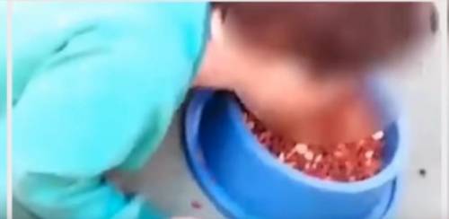 Brasile, bimbo di 2 anni costretto a mangiare da ciotola per cani