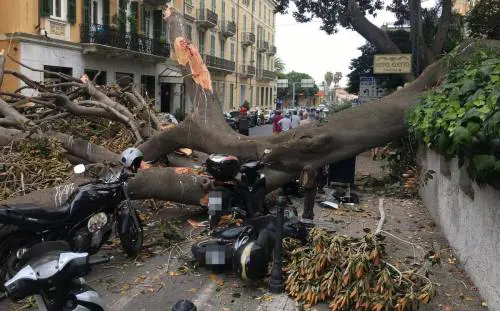 Crolla albero su Aurelia a Sanremo