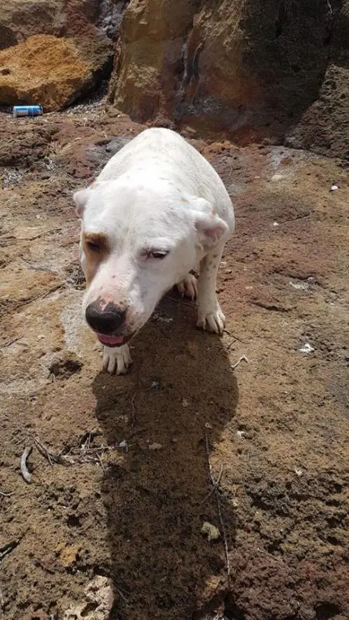 Lega una pietra al collo del suo cane e lo getta in mare: denunciato