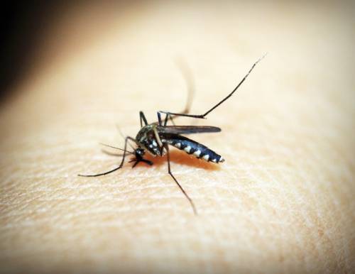 Punture di zanzare: rimedi della nonna contro il prurito