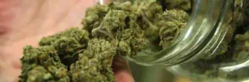 La cannabis terapeutica come nuova frontiera dell'agricoltura?