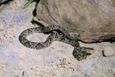 Bologna, vittima del morso di una vipera, bimba di 8 anni si salva