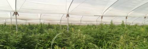 Vibo Valentia, scoperte 26mila piante di marijuana: 18 arresti 