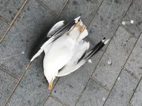 Gabbiano gli ruba una patatina, lui lo uccide davanti agli occhi dei bambini