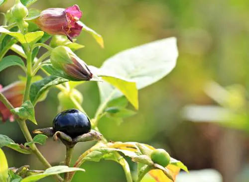 Scambiano pianta velenosa per verdura: coniugi salvati in extremis